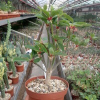 Euphorbia bongolavensis Port-Berger, Madagaskar, humoser...