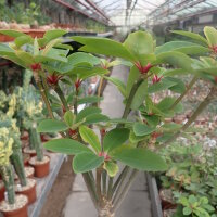 Euphorbia bongolavensis Port-Berger, Madagaskar, humoser...