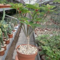 Euphorbia bongolavensis Port-Berger, Madagaskar, humoser Quarz