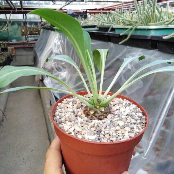 Euphorbia bupleurifolia