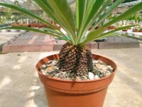 Euphorbia bupleurifolia