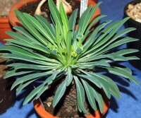 Euphorbia bupleurifolia