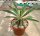 Euphorbia bupleurifolia