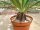 Euphorbia bupleurifolia