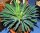 Euphorbia bupleurifolia