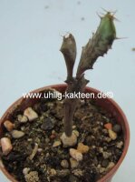 Euphorbia buruana Kenya