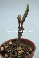 Euphorbia buruana Kenya