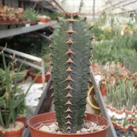 Euphorbia canariensis