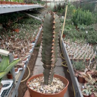 Euphorbia canariensis