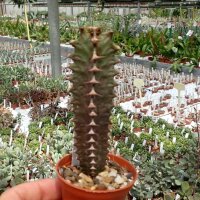 Euphorbia canariensis