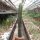 Euphorbia canariensis