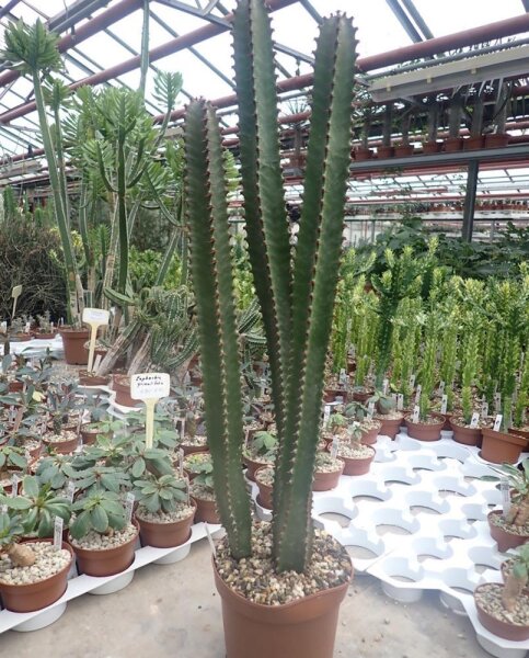 Euphorbia canariensis XL Sperrgut