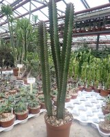Euphorbia canariensis XL Sperrgut