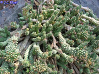 Euphorbia caput-medusae