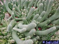 Euphorbia caput-medusae
