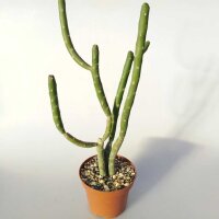Euphorbia cedrorum Montaguae, Madagascar