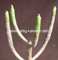 Euphorbia cedrorum Montaguae, Madagascar