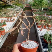 Euphorbia platyclada cv. roseiformis