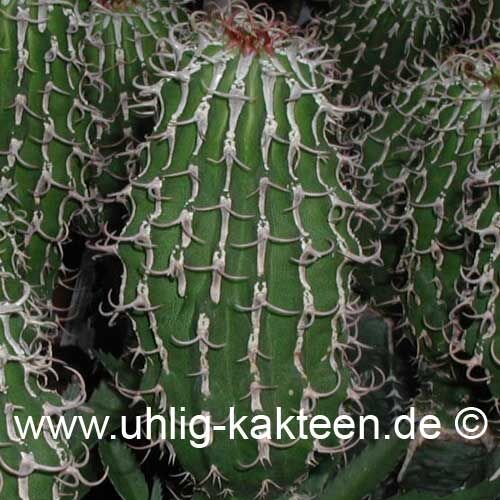 Euphorbia columnaris Somalia