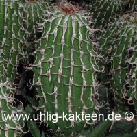 Euphorbia columnaris Somalia