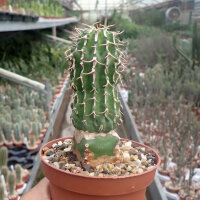 Euphorbia columnaris Somalia gepfr.