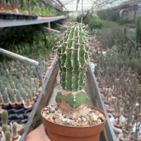 Euphorbia columnaris Somalia gepfr.