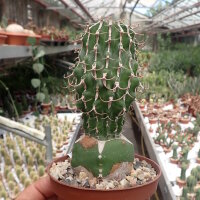 Euphorbia columnaris Somalia gepfr.