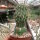 Euphorbia columnaris Somalia gepfr.