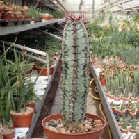 Euphorbia confinalis ssp. rhodesica