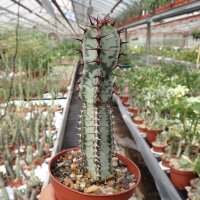 Euphorbia confinalis ssp. rhodesica
