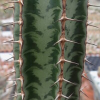 Euphorbia confinalis ssp. rhodesica