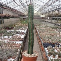 Euphorbia confinalis ssp. rhodesica