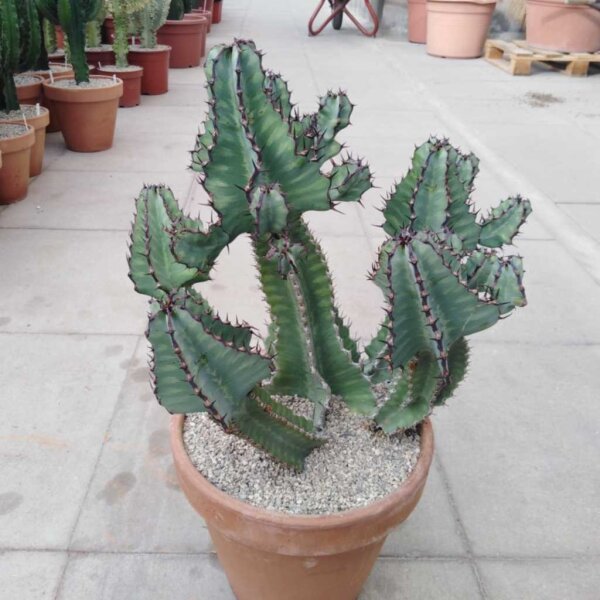 Euphorbia cooperi