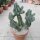 Euphorbia cooperi
