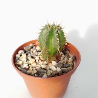 Euphorbia cumulata