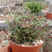 Euphorbia cylindrifolia ssp. tuberifera Madagaskar CITES,...
