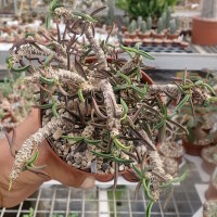 Euphorbia cylindrifolia ssp. tuberifera Madagaskar CITES,...
