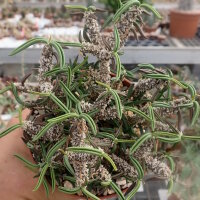 Euphorbia cylindrifolia ssp. tuberifera Madagaskar CITES, not outside EU