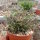 Euphorbia cylindrifolia ssp. tuberifera Madagaskar CITES, not outside EU