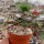 Euphorbia cylindrifolia ssp. tuberifera Madagaskar CITES, not outside EU