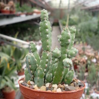 Euphorbia debilispina Tanzania, Leach