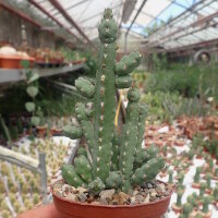Euphorbia debilispina Tanzania, Leach