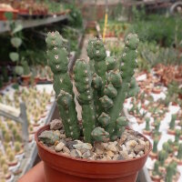 Euphorbia debilispina Tanzania, Leach