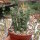 Euphorbia debilispina Tanzania, Leach