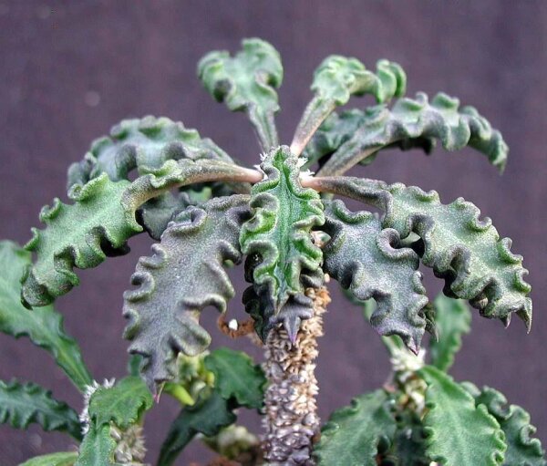 Euphorbia decaryi CITES, not outside EU