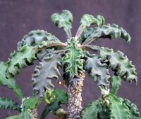Euphorbia decaryi CITES, not outside EU