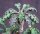 Euphorbia decaryi CITES, not outside EU