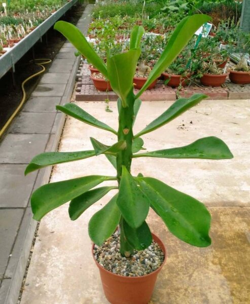 Euphorbia drupifera