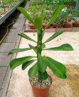 Euphorbia drupifera