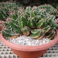 Euphorbia echinus